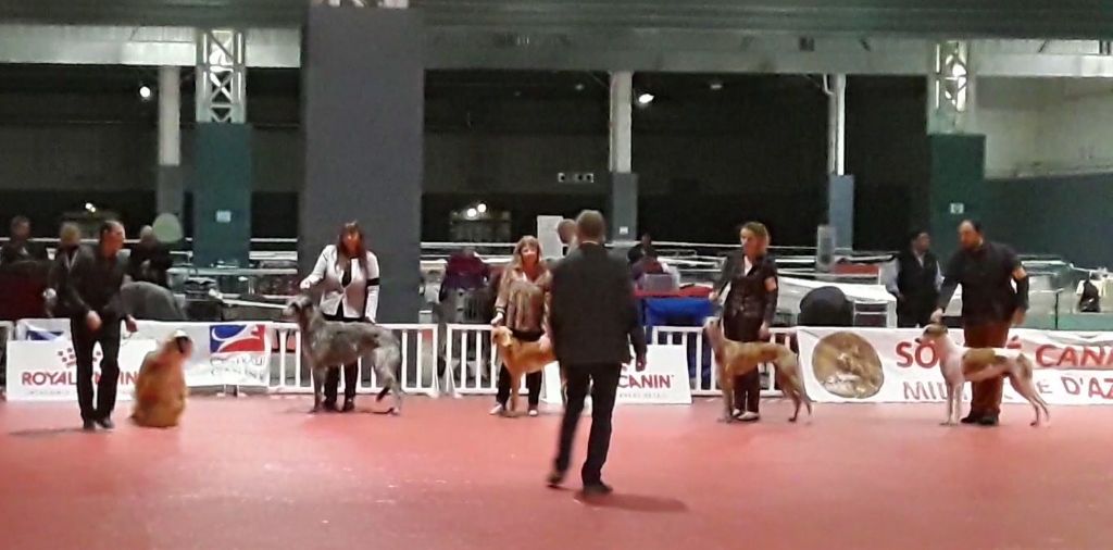Graylord's - National Dog Show - 24/11/18 Marseille