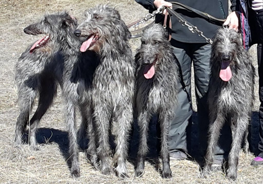Graylord's - Famille Graylord's Deerhounds